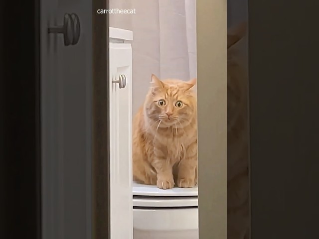 Orange Cats with a demon gen #shortvideos #orangecat #funny
