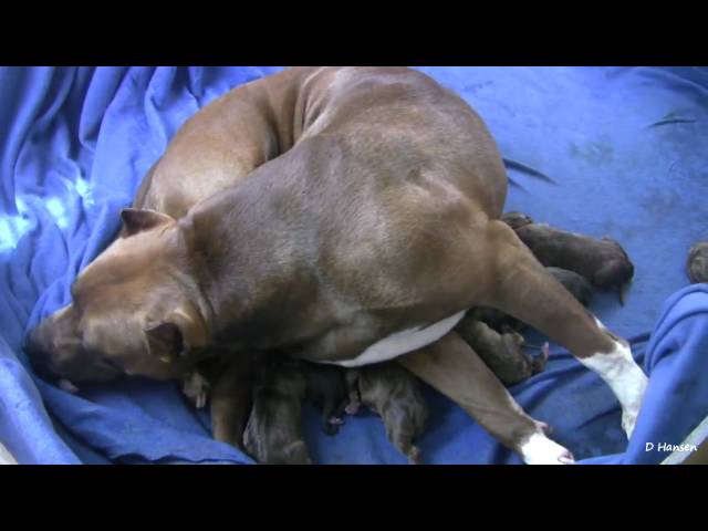Mia's 9th Pit Bull Puppy (in HD)