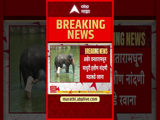 Madhuri Elephant News | अखेर वनतारामधून माधुरी हत्तीन नांदणीच्या दिशेने रवाना | ABP Majha