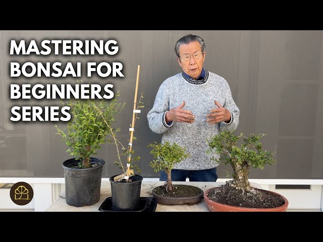 Beginner Bonsai: How to Make Your First Bonsai for Almost Nothing!