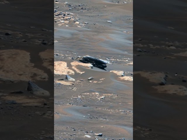 NASA's Mars Rover captured Something Strange on Mars! Perseverance rover #shorts #mars #spacescience