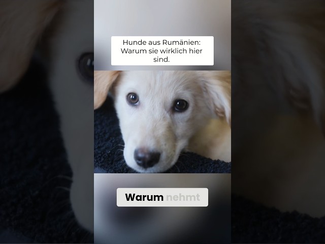 🐶 Why do we rescue dogs like Yoshi from Romania? 🇷🇴💔 #dog #dsn