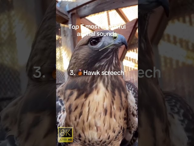 MOST BEAUTIFUL ANIMAL SOUNDS #animals