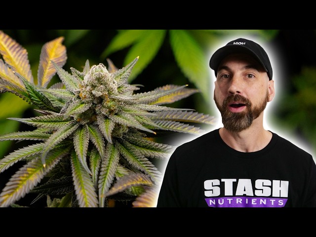 Seed to Harvest: Icarus Wingz by Prism Labz