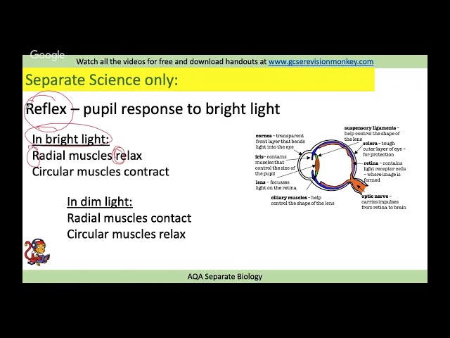 Biology Paper 2 (Night Before Exam) 2019!