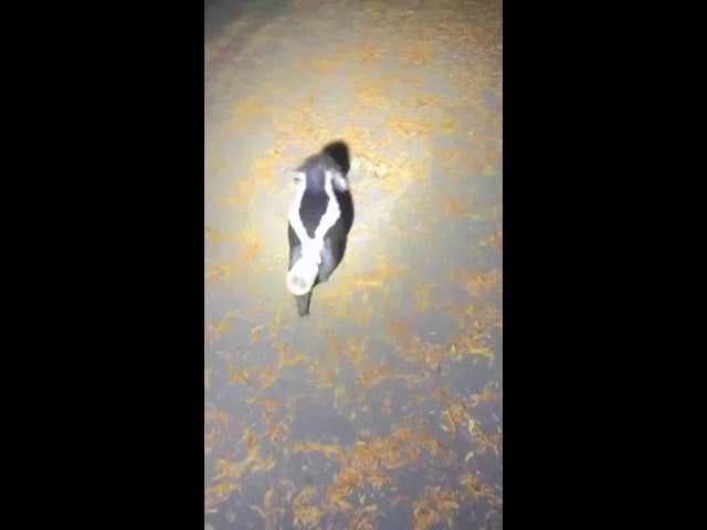 "You can't make this up": Police rescue skunk with head stuck in jar