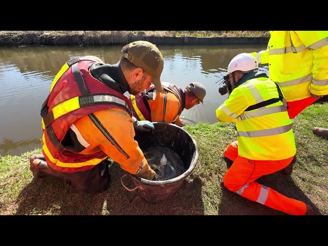 Saving critically endangered fish at the breach 