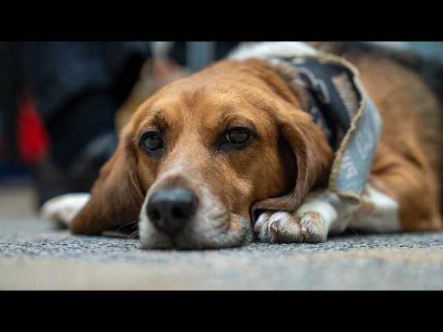 More than a good boy: How Murphy is changing what well-being looks like in Purdue Engineering
