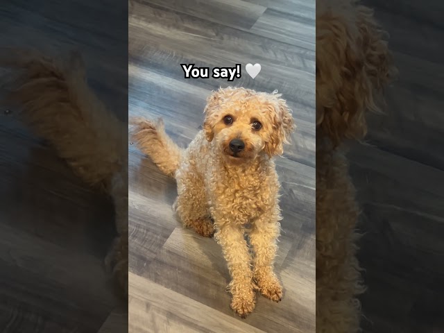 Wise Words from Kodi 😂 #shorts #dog #puppy #cavapoopuppy