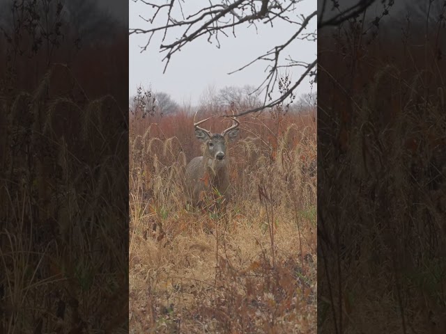 Good shot? Has anyone taken a frontal shot before? How’d it go?