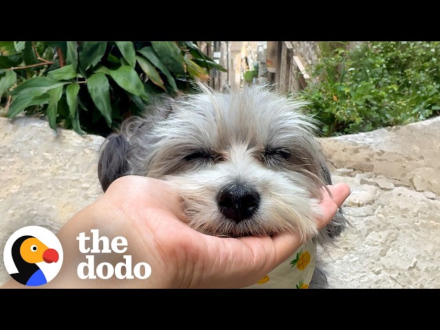 Dog Nearly Passed Over For Being “Too Fearful” Becomes A World Traveler | The Dodo