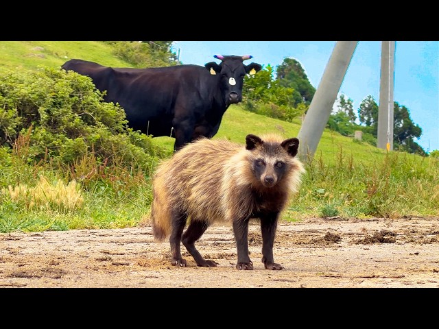 2,000 Tanuki!? Visiting Japan’s Secret Tanuki Island!