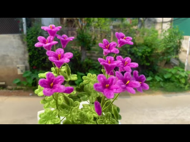 Oxalis plant