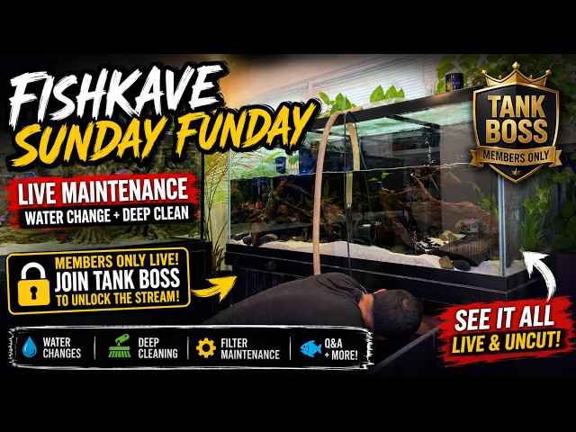 FishKave Sunday Funday LIVE 🔴 | Members Only #3 