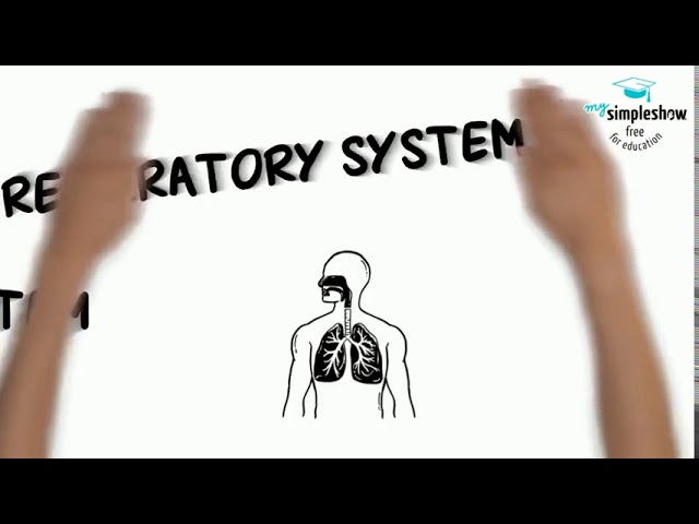 Human Body