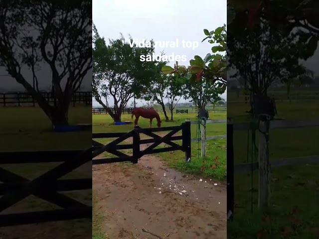 #videoviral
