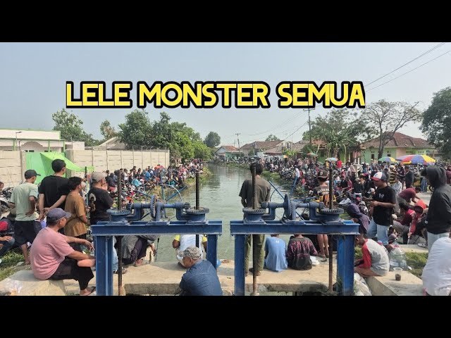 Rame & heboh❗️Mancing gratis 1,2Ton❗️Yang dilepas lele monster semua❗️