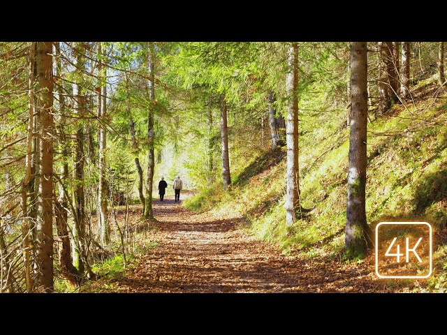 Nature’s Lullaby | Relaxing Nature Walk with Soothing Flute Melodies #Relaxation