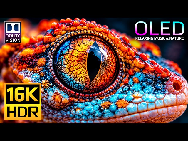 The Perfect OLED Display Test: 16K Dolby Vision HDR 120fps for 4K • 8K Video Ultra HD TVs
