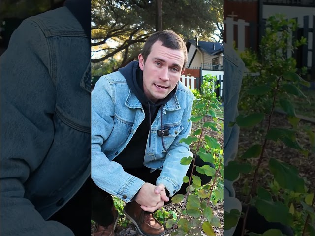 The Most Underrated Native Tree for Yards