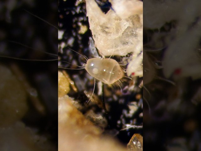 These Uninvited Tiny Roommates Feast on Your Skin | #DeepLook #Shorts