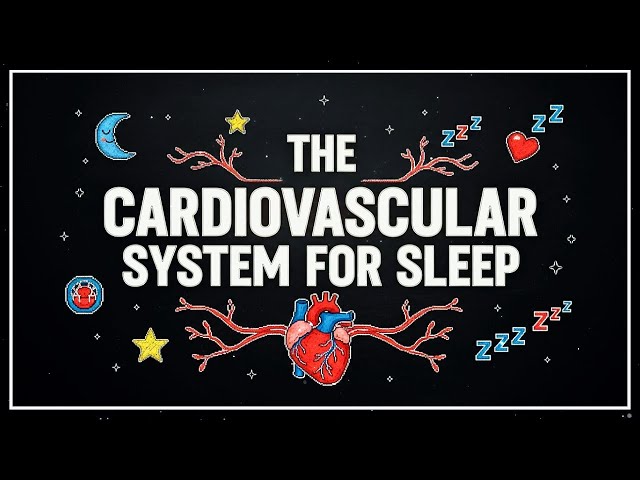 Anatomy and Physiology: The Cardiovascular System for Sleep - Complete Heart & Blood Course