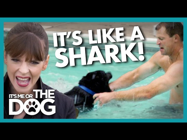Aggressive Dog Attacks Swimmers and Needs Urgent Training  It's Me or The Dog