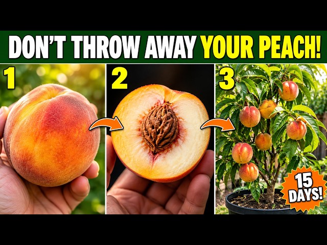 Don't Throw Away Your Peach! Grow a Beautiful Fruit Tree From ONE Peach in Just 15 Days