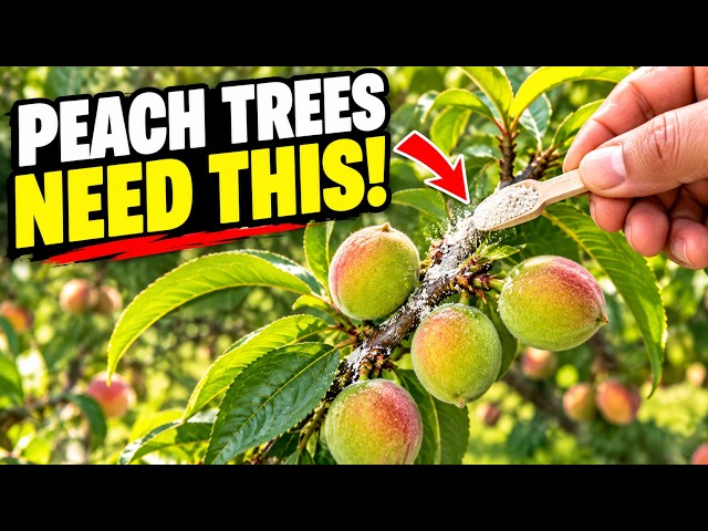 You Miss THIS Every Spring and It's Costing You Half Your Peach Harvest Every Single Year