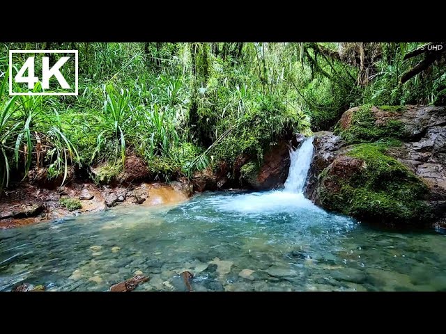 Gentle Stream & Lovely Morning Birds for Calm Mind, Stress Relief, and Sleep