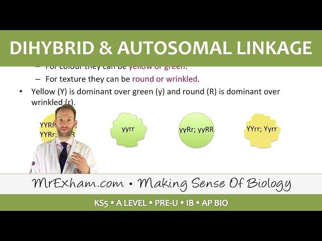 Inheritance Pt3 - Dihybrid cross & autosomal linkage - Post 16 Biology (A Level, Pre-U, IB, AP Bio)