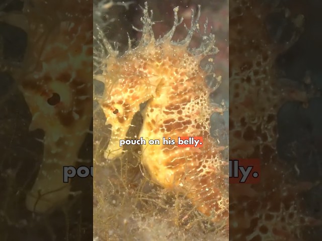 Seahorses Have a Surprising Superpower! 🌊🐴#Seahorse #DidYouKnow #AnimalFacts