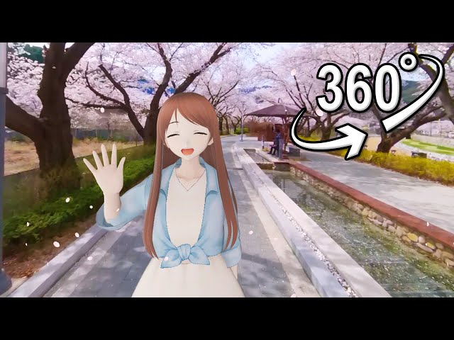 Walking the Cherry Blossom Path | VR 360°