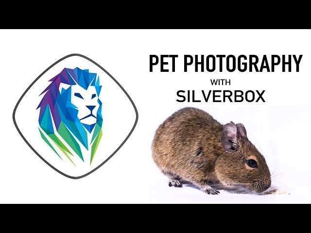 Simple animal pet photography tutorial | Beginner Level
