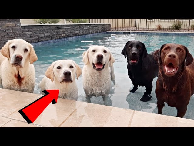 Labrador Lucy Surprises Her Parents and Uncles!!