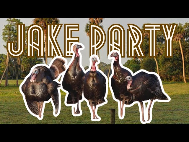 South Florida OSCEOLA TURKEY Hunt! EVERY TURKEY On The Ranch Came In! (Is A 65 YARD SHOT TOO FAR?!)