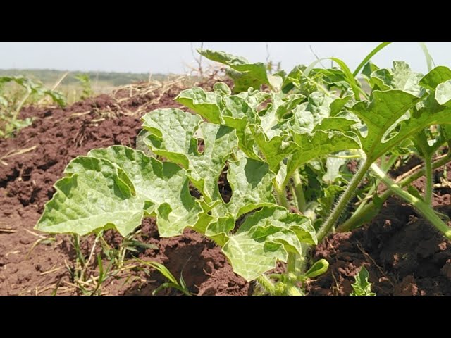 PEST AND DISEASE IN YOUNG WATERMELON
