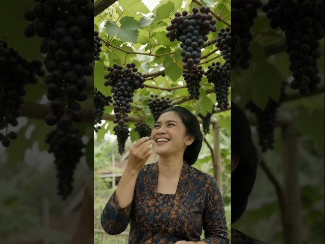 Tutorial Lengkap Cara Tanam Anggur Agar Cepat Berbuah Lebat & Manis! 🍇✨