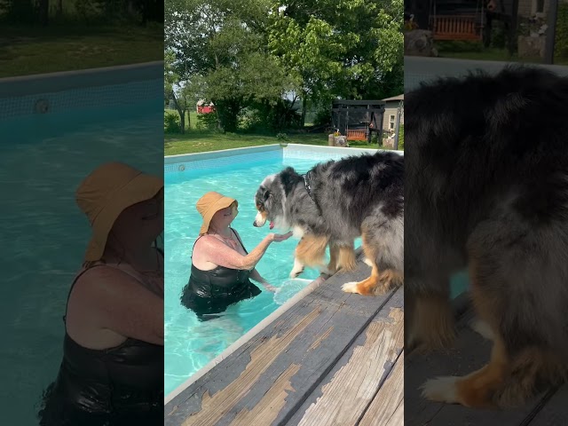 Lifeguard on duty🐶