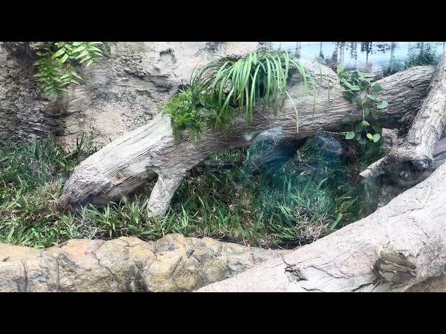 Burmese Python