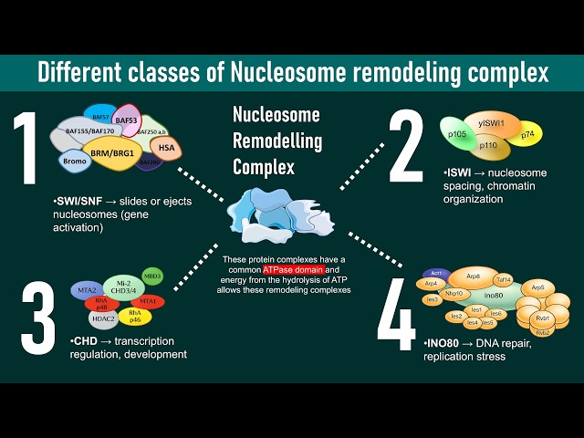 Nucleosome remodeler complex subtypes | Molecular biology | chromatin regulation