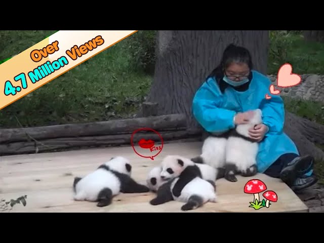 5 Panda Cubs Receiving Love From Keeper | iPanda