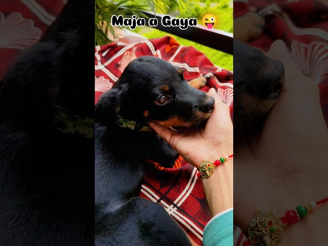 Khujlao🤣😂#dog🐶#viral🐕#shorts#trending #funny#comedy#dogs#savedogs#savedogs#love#cute#memes#meme#fyp#