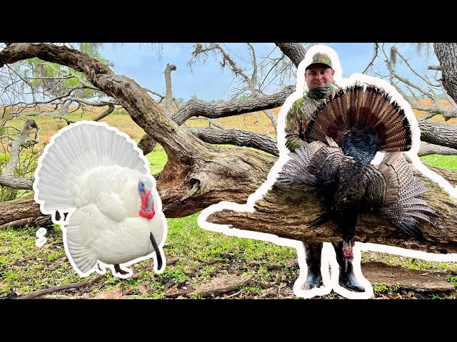 2024 South Florida Opening Morning Osceola GOBBLER! (A WILD ALL WHITE TURKEY?!?!)