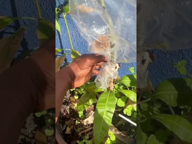 Successful Mango Graft