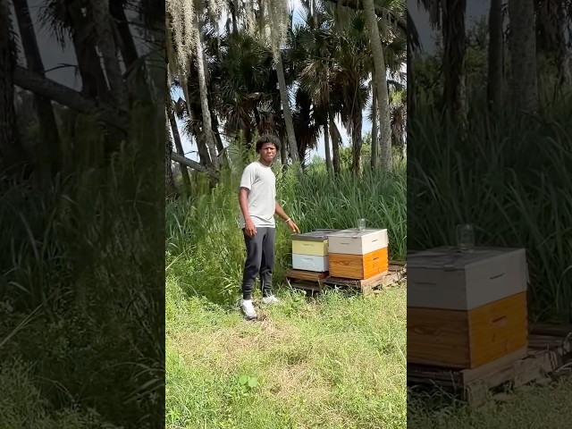 BEES DONT LIKE THE COLOR BLACK. 🤣
