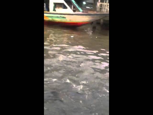Chao Praya river fish