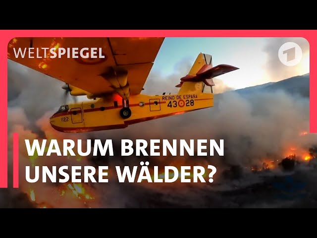 Waldbrand-Horror durch Klimawandel? I Weltspiegel fragt