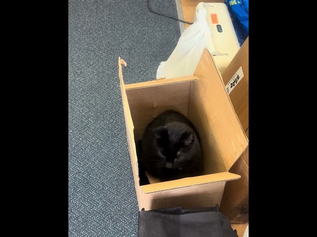 In the Box -Black Cat Tom 🐈‍⬛ #boxcat #patchwork #cat #thetherapycupboard #abbieanne