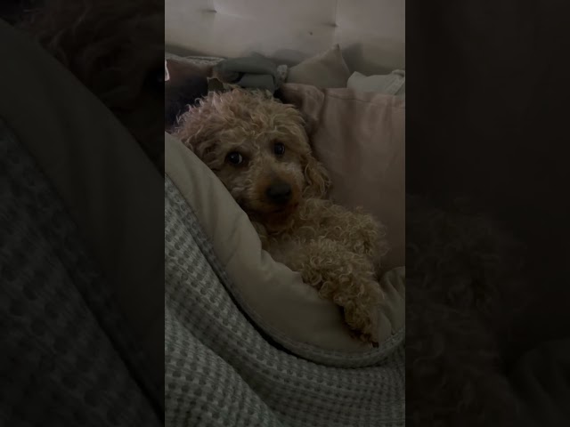 Kodi is not happy 😂 #shorts #dog #puppy #subscribe #cavapoopuppy